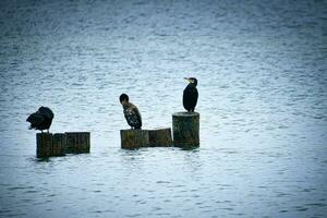 cormorano su un' frangiflutti su il baltico mare. il uccelli asciutto loro piume nel il sole foto