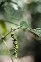 Baccello di pepe in grani che cresce in una fattoria biologica di pepe in Kampot Cambogia foto