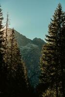 sole splendente attraverso il alberi con un' roccioso montagna su il sfondo foto