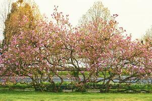 primavera verde parco con fioritura magnolia alberi foto