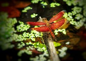 selettivo messa a fuoco di libellula arroccato su un' asciutto ramo nel un' piscina di acqua. bellissimo libellula nel il naturale habitat. sfocato sfondo. macro scatti di un' libellula. foto