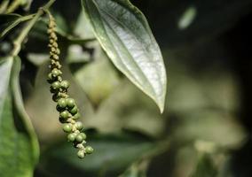 Baccello di pepe in grani che cresce in una fattoria biologica di pepe in Kampot Cambogia foto