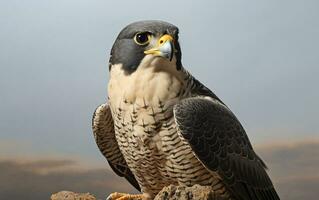 ai generativo pellegrino falco uccello illustrazione fotografia foto