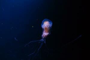 bellissimo colorato Medusa nel acquario foto
