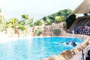 puerto de la cruz, tenerife gennaio 7, 2020 delfino mostrare nel il Loro parco, quale è adesso tenerife secondo maggiore attrazione con dell'europa maggiore delfino piscina. foto