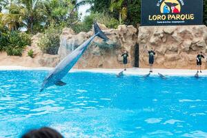 puerto de la cruz, tenerife gennaio 7, 2020 delfino mostrare nel il Loro parco, quale è adesso tenerife secondo maggiore attrazione con dell'europa maggiore delfino piscina. foto