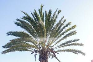 noci di cocco palma albero prospettiva Visualizza a partire dal pavimento alto su foto