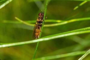 libellula su verde erba. macro foto di insetto su verde erba.