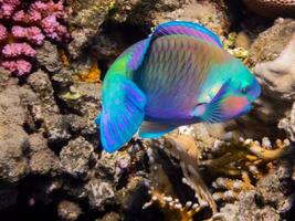 colorato margherita pappagallo pesce vicino coralli durante mangiare nel il rosso mare foto