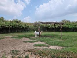 scimitarra oryx in piedi da solo nel bosco foto