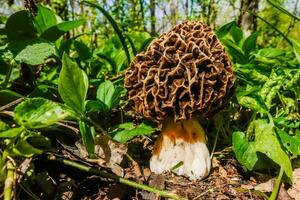 enorme spugnola in piedi nel il foresta pavimento fra verde impianti nel il primavera foto