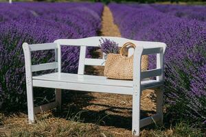 cannuccia cestino con lavanda fiori su bianca chait in piedi nel lavanda campo. raccolta stagione. lavanda mazzi di fiori e cestino. foto