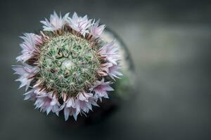 superiore coryphantha cactus con rosa fiore fioritura nel piantare pentola foto