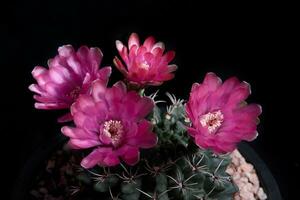 rosa fiore di Gymnocalycium cactus fioritura contro buio sfondo foto