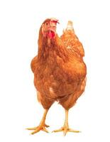 pieno corpo di Marrone pollo gallina in piedi isolato bianca sfondo foto