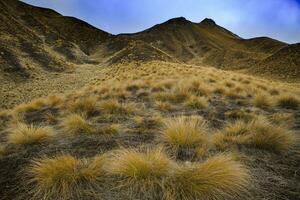 alpino erba campo nel mezzo terra di nuovo Zelanda Sud isola foto
