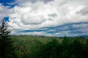 bellissimo conifero foresta. tatra nazionale parco paesaggio. foto