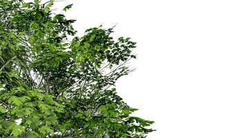 albero partire natura trasparente tagliare su foresta isolato sfondo 3d rendere. foto