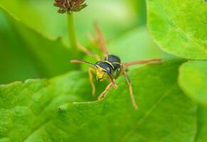 il vespa è seduta su verde le foglie. il pericoloso giallo e nero a strisce Comune vespa si siede su foglie... foto