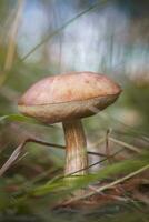 bellissimo betulla bolete betulla fungo, ruvido boletus o berretto marrone fungo nel erba con autunno le foglie. foto