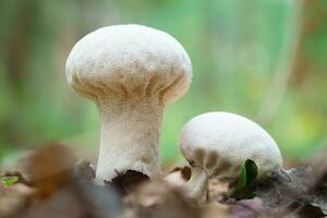 licoperdon perlato, popolarmente conosciuto come il Comune puffo, verrucoso puffo, tempestato di gemme puffo, o il diavolo Tabacchiera foto