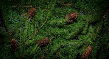 Natale albero rami. verde naturale sfondo. Natale sfondo. natura nuovo anno concetto foto