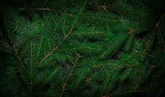 Natale albero rami. verde naturale sfondo. Natale sfondo. natura nuovo anno concetto. foto