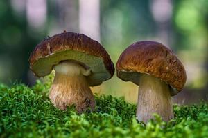 due grossi funghi porcini