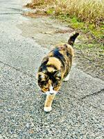 ritratto di un' carino gatto acking divertente su il strada nel il mattina foto