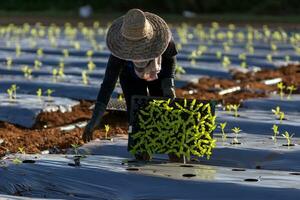 asiatico contadino è trasporto vassoio di giovane verdura piantina per pianta nel pacciamatura film per in crescita organici pianta durante primavera stagione e agricoltura concetto foto