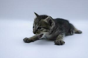 asiatico gatto su bianca sfondo. avvicinamento carino animale domestico gattino ritratto su pulito bianca sfondo foto