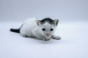 asiatico gatto su bianca sfondo. avvicinamento carino animale domestico gattino ritratto su pulito bianca sfondo foto