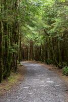 stretto modo attraverso il pioggia foresta su vancouver isola foto