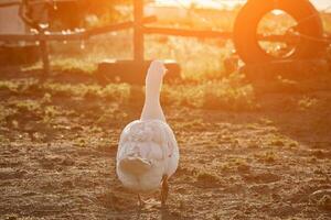 bianca Oca godendo per a piedi nel giardino. domestico oca. Oca azienda agricola. casa oca. sole bagliore foto