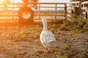 bianca Oca godendo per a piedi nel giardino. domestico oca. Oca azienda agricola. casa oca. sole bagliore foto