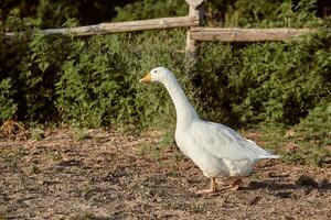 bianca Oca godendo per a piedi nel giardino. domestico oca. Oca azienda agricola. casa oca. foto