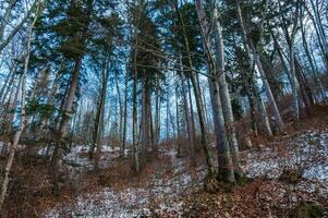 in profondità foresta nel inverno con piccolo quantità di neve e su soleggiato tempo metereologico foto