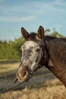 bellissimo Marrone cavallo, avvicinamento di bianca museruola, carino Guarda, criniera, sfondo di in esecuzione campo, recinto, alberi foto