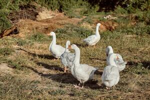 domestico oche su un' camminare attraverso il prato. bianca domestico oche siamo a passeggio. foto