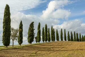 famoso Toscana paesaggio con curvo strada e cipresso, Italia, Europa. rurale azienda agricola, cipresso alberi, verde campo, luce del sole e nube. foto