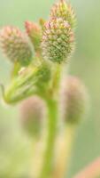 macro, bellissimo fiori con sfocatura foglia sfondo foto