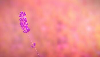 lavanda su il campo. copia spazio. naturale sfondo foto