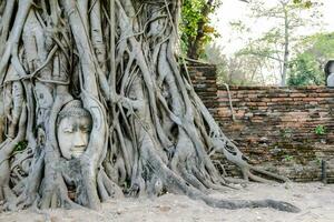 un' Budda testa è seduta nel il radici di un' albero foto