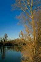 un' albero sta nel il mezzo di un' lago foto