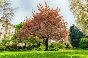 idilliaco ciliegia fiorire albero nel fioritura, Londra, Inghilterra, UK foto