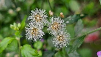 un' pianta con bianca fiori e verde le foglie. cianhillium cinereo poco erbaccia di ferro pianta fiori foto