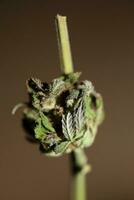 fresco medico marijuana isolato vicino su sfondo terapeutico canapa germoglio viola foschia botanico alto qualità grande dimensione immediato stampe azione fotografia foto