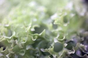 verde fresco coltivato lattuga insalata le foglie vicino su fogliame struttura bio natura sfondo grande dimensione alto qualità immediato azione fotografia stampe foto