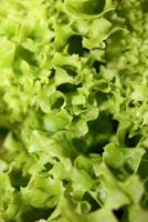 verde fresco coltivato lattuga insalata le foglie vicino su fogliame struttura bio natura sfondo grande dimensione alto qualità immediato azione fotografia stampe foto