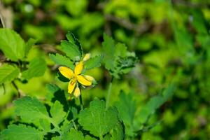 giallo celandine fiore su un' verde sfondo con bokeh effetto. primavera foresta su un' soleggiato giorno. foto